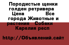 Породистые щенки голден ретривера › Цена ­ 25 000 - Все города Животные и растения » Собаки   . Карелия респ.